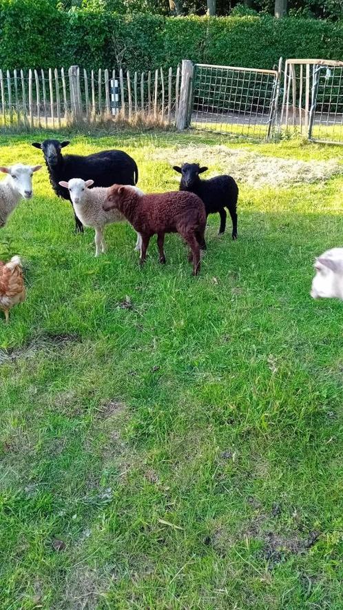 ouessant lammeren, Dieren en Toebehoren, Schapen, Geiten en Varkens, Schaap, Meerdere dieren, 0 tot 2 jaar