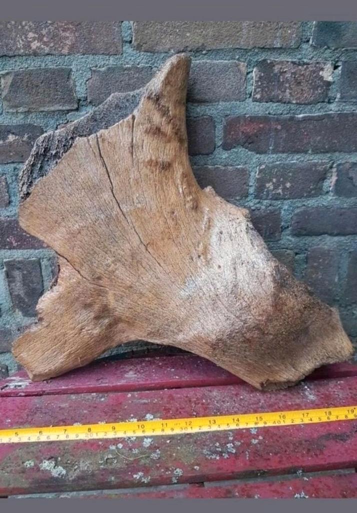 Mammoet bot / botten groot mammuthus Pleistoceen wolharig, Verzamelen, Mineralen en Fossielen, Fossiel, Ophalen of Verzenden