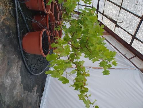 Druivenbomen, Tuin en Terras, Planten | Fruitbomen, Overige soorten, Minder dan 100 cm, Volle zon, Zomer, In pot, Ophalen