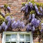 Winterharde blauwe regen - Mooie uitbundige bloei - 400+ cm!, Ophalen, Vaste plant, Halfschaduw, Klimplanten