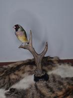 opgezetten gouldamadine op een gewei!, Ophalen of Verzenden, Nieuw, Vogel, Opgezet dier