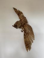 Ransuil opgezet, Verzamelen, Ophalen, Zo goed als nieuw, Vogel, Opgezet dier