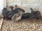 Chinese dwergkwartel 2025 verschillende kleuren, Meerdere dieren, Tropenvogel, Tam