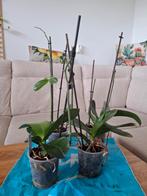 4x Orchids - Phalaenopsis, Huis en Inrichting, Kamerplanten, Ophalen, Overige soorten