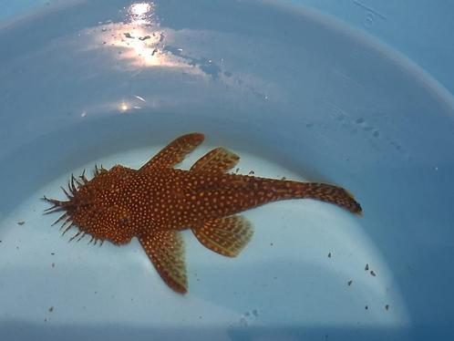 Borstelneus algen eter vis, Dieren en Toebehoren, Vissen | Aquariumvissen, Zoetwatervis, Vis