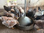 Wyandotte kriel kippen, Dieren en Toebehoren, Vrouwelijk, Kip