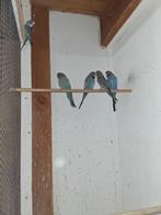 Blackface grasparkieten, Meerdere dieren, Parkiet