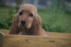 Engelse cocker spaniel pups, Dieren en Toebehoren, Honden | Retrievers, Spaniëls en Waterhonden, België, Rabiës (hondsdolheid)