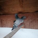 Figurita duiven, Dieren en Toebehoren, Meerdere dieren, Postduif