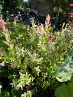 Salix integra 'Hakuro Nishiki' of Flamingo boom Bonte wilg, Ophalen, Overige soorten, 100 tot 250 cm