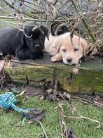 Raszuivere Labrador pups, Parvo, 8 tot 15 weken, Labrador retriever, Meerdere