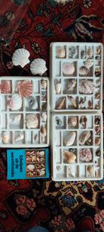 schelpen verzameling (origineel Shell - jaren 70), Ophalen of Verzenden, Schelp(en)