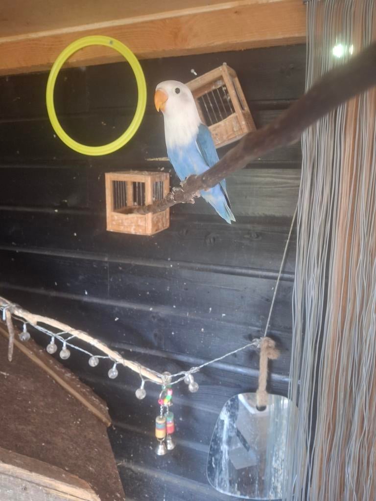 Te koop jonge agaponis, Dieren en Toebehoren, Vogels | Parkieten en Papegaaien, Geslacht onbekend, Parkiet