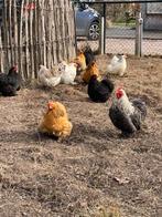 Cochin broedeieren, Dieren en Toebehoren, Geslacht onbekend, Kip