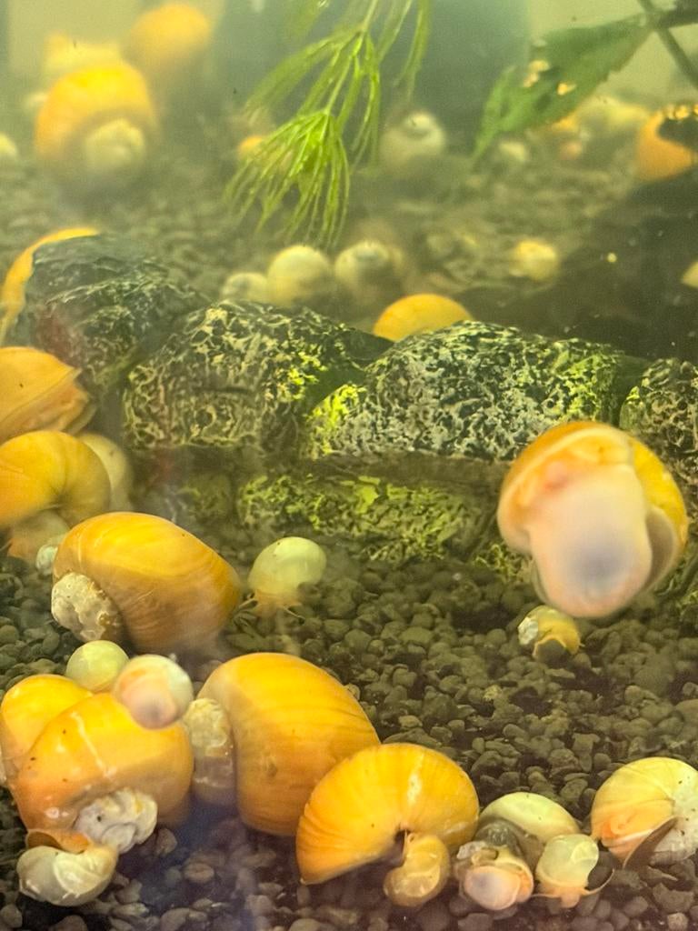 Appelslakken, Dieren en Toebehoren, Vissen | Aquariumvissen, Slak of Weekdier