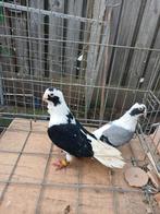 Koppel duiven, Dieren en Toebehoren, Meerdere dieren, Overige soorten