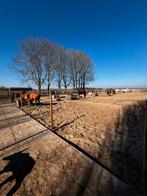 Paardenboxen te huur, Stalling, 4 paarden of pony's of meer