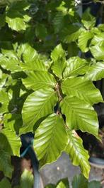 Beukenhaag & Haagbeuk, Ophalen of Verzenden, Beukenhaag, 100 tot 250 cm