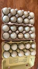 Loopeend wildkleur eieren ( bevrucht), Dieren en Toebehoren, Geslacht onbekend, Eend