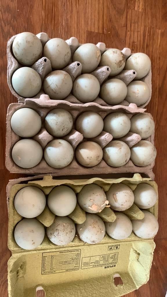 Loopeend wildkleur eieren ( bevrucht), Dieren en Toebehoren, Pluimvee, Eend, Geslacht onbekend