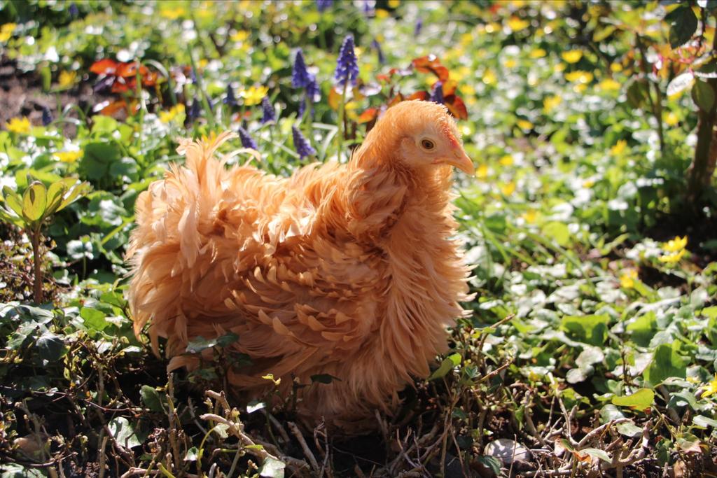Broedeieren cochin kriel krul/gladveer en kuikens, Dieren en Toebehoren, Pluimvee, Vrouwelijk, Kip