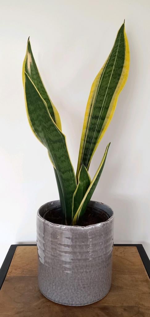 Sanseveria plant, Ophalen, Overige soorten, Halfschaduw, Minder dan 100 cm
