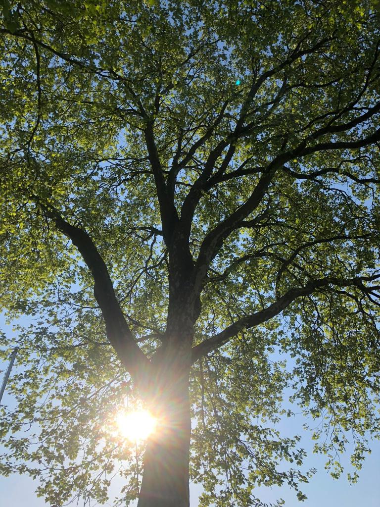 Groenonderhoud, Diensten en Vakmensen, Tuinmannen en Stratenmakers, Tuinonderhoud of Snoeiwerk