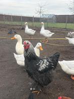 Ganzen, Dieren en Toebehoren, Meerdere dieren, Gans of Zwaan