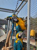 Blauw gele ara, pop, natuurbroed, Dieren en Toebehoren, Vrouwelijk, Papegaai, Geringd