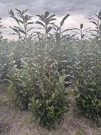 Prunus Caucasica, Ophalen of Verzenden, Laurier, Haag, 100 tot 250 cm