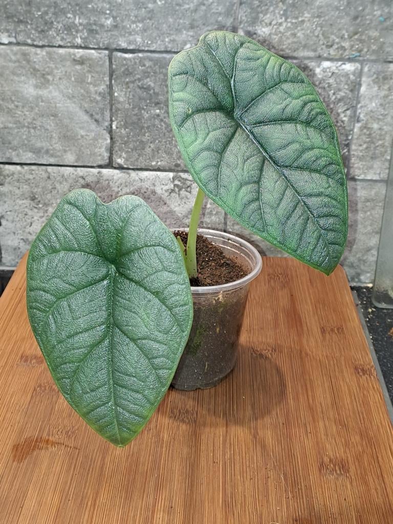 Alocasia Melo, Huis en Inrichting, Kamerplanten, Ophalen of Verzenden, Halfschaduw, Minder dan 100 cm