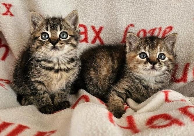 Schattige kittens, half Siberische, Meerdere dieren, Gechipt, 0 tot 2 jaar