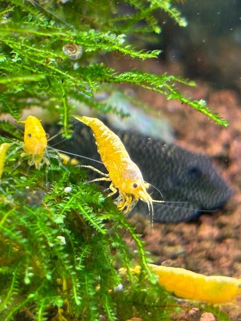 Citroen garnaal yellow fire neocaridina backstripe highgrade, Kreeft, Krab of Garnaal