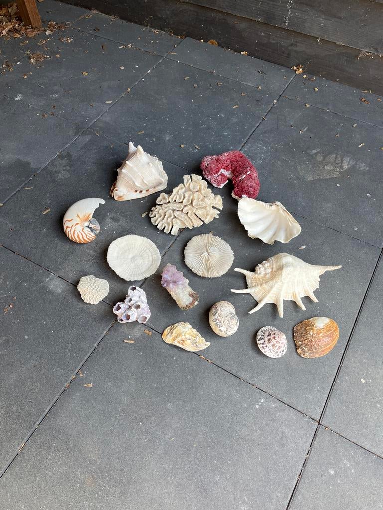 Unieke Koraal & Schelpen Collectie - Decoratie, Ophalen, Gebruikt