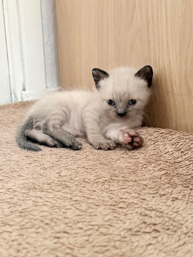 Siamese, Dieren en Toebehoren, Meerdere dieren