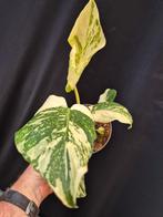 Monstera Thai Constellation p13 (13), Huis en Inrichting, Kamerplanten, Ophalen of Verzenden, Halfschaduw, Minder dan 100 cm