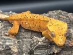 Correlophus ciliatus - Wimpergekko - Crested Gecko, Dieren en Toebehoren, Hagedis, 0 tot 2 jaar