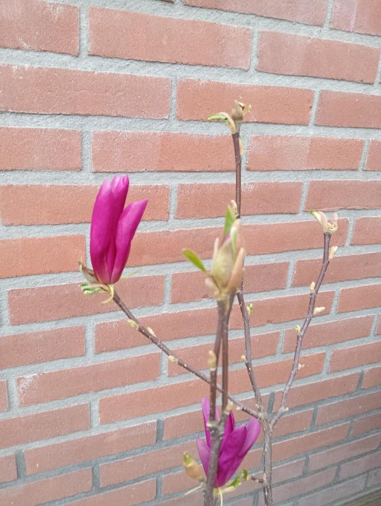 magnolia struiken verschillende kleuren, Ophalen, Overige soorten, Struik, 100 tot 250 cm