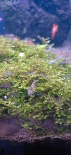 Garnalen wildmix, Dieren en Toebehoren, Kreeft, Krab of Garnaal