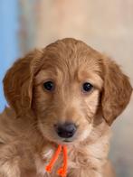 Australiën Labradoodle nestje verwacht begin april!, 8 tot 15 weken, Parvo, Meerdere, Meerdere dieren