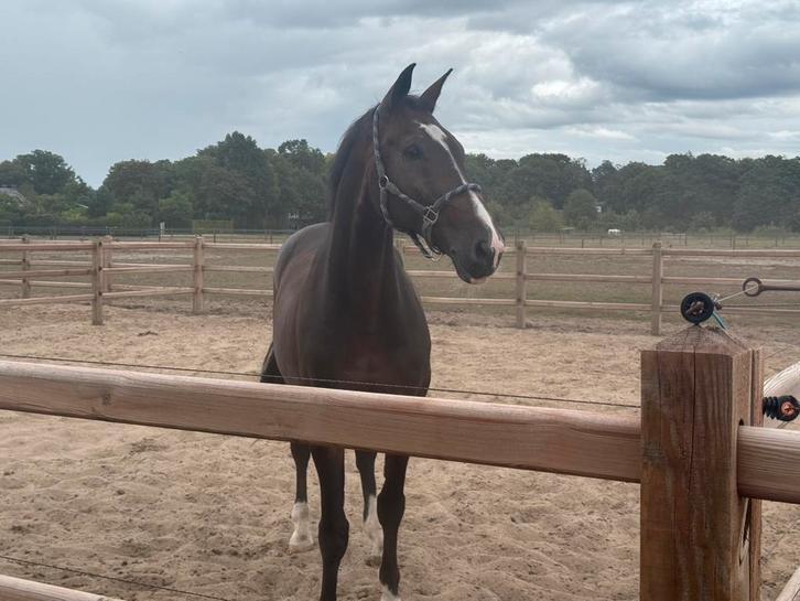 Verplaatsbaar lease / bruikleen paard gezocht, Dieren en Toebehoren, Paarden en Pony's | Verzorgingsproducten, Ophalen of Verzenden