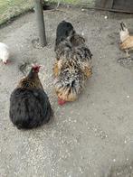 Cochin, Meerdere dieren, Kip