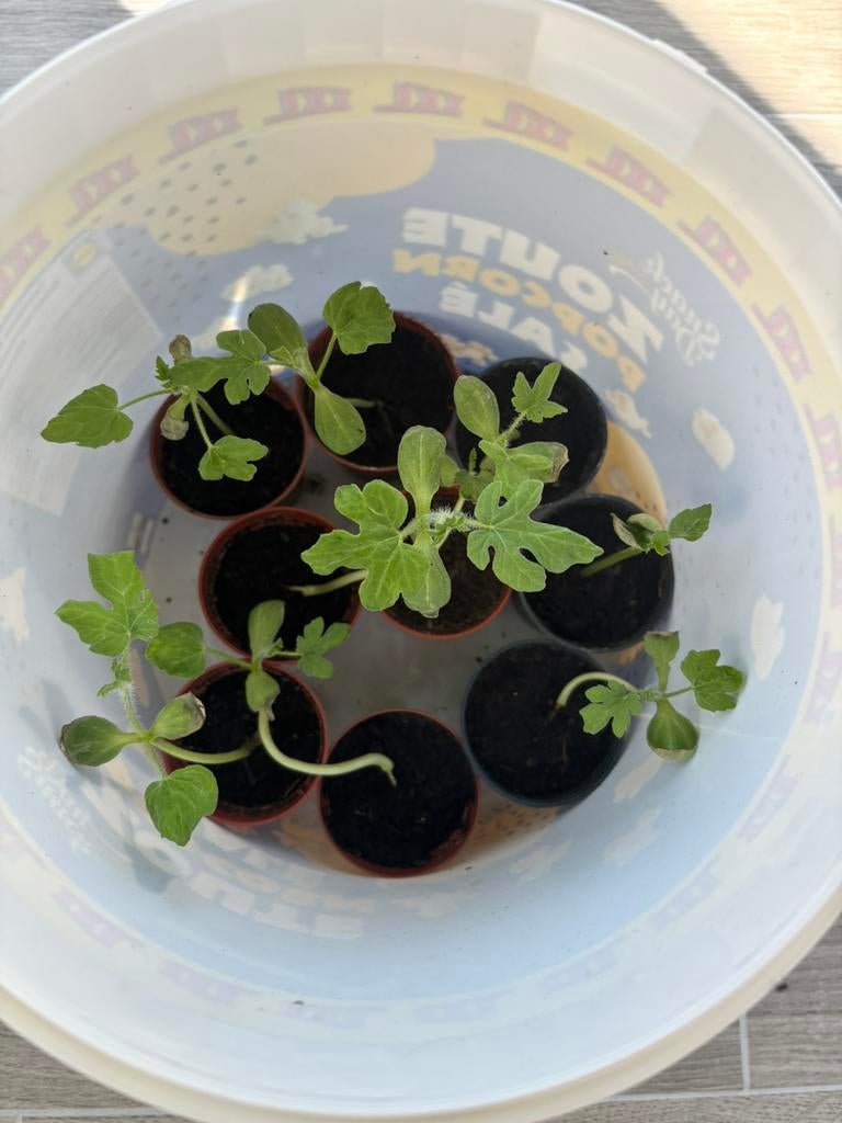 Watermeloen stekjes mini Watermeloen, Tuin en Terras, Planten | Tuinplanten, Ophalen, Eenjarig, Groenteplanten, Volle zon