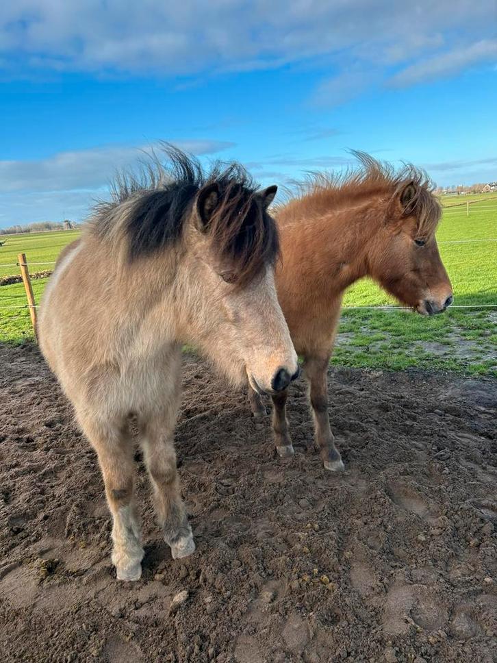 Ijslander stalling aangeboden, Dieren en Toebehoren, Stalling en Weidegang, Stalling