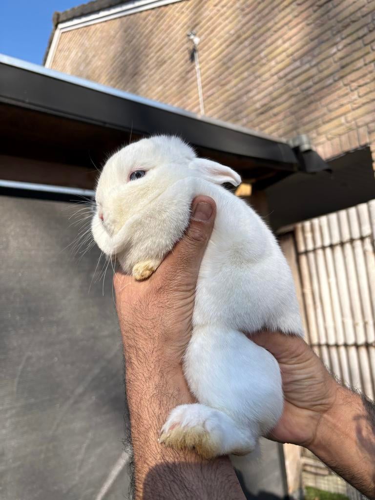 Konijn vrouwtje, Vrouwelijk, Dwerg