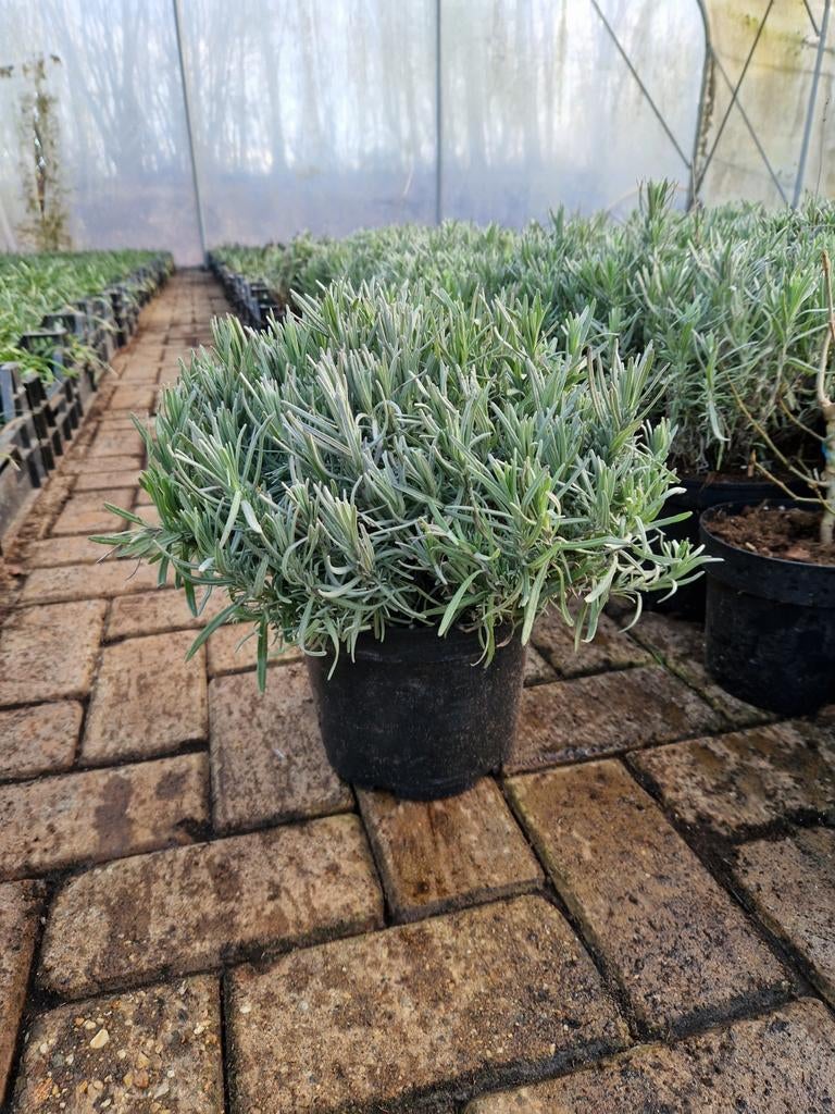 Lavendel Munstead XXL - Grote Geurende Lavendelplant, Tuin en Terras, Overige soorten, Volle zon, Vaste plant, Ophalen of Verzenden