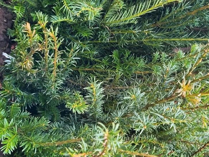 Taxus voor de haag, Tuin en Terras, Planten | Tuinplanten, Overige soorten, Volle zon, Bloeit niet, Ophalen