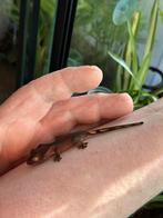 Jonge wimpergekko inclusief terrarium, Hagedis, 0 tot 2 jaar