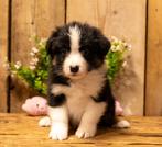 Te koop prachtige Australian Shepherd pups, Dieren en Toebehoren, Overige rassen, 8 tot 15 weken, Meerdere, Meerdere dieren
