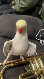 Halsbandparkiet, Mannelijk, Parkiet, Pratend